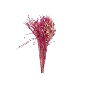 Dried Artz Rice Grass Rafael Bunch