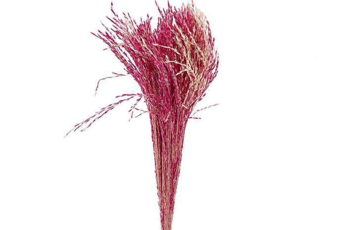 <h4>Dried Artz Rice Grass Rafael Bunch</h4>