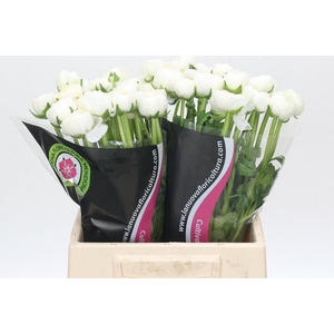Ranunculus Charm White