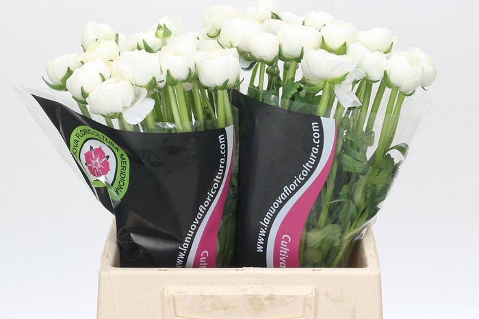 <h4>Ranunculus Charm White</h4>