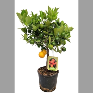 CITR MICROCARPA