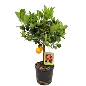 CITR MICROCARPA