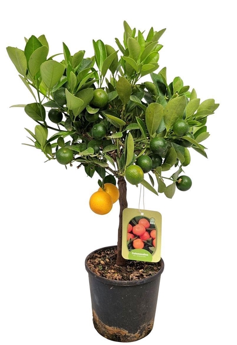 <h4>CITR MICROCARPA</h4>