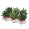 Aloe