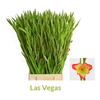 Gladiolus primulinus Las Vegas