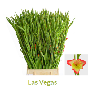 Gladiolus primulinus Las Vegas