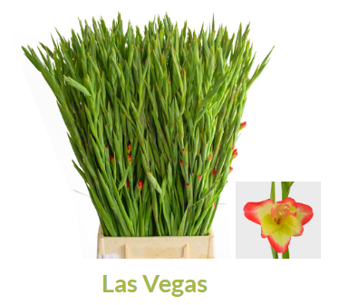 <h4>Gladiolus primulinus Las Vegas</h4>