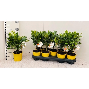 Citrus Garden-Calamondin (buds&flowers)