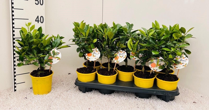 <h4>Citrus Garden-Calamondin (buds&flowers)</h4>