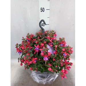 Fuchsia  'Bella Fuchsia Maria'