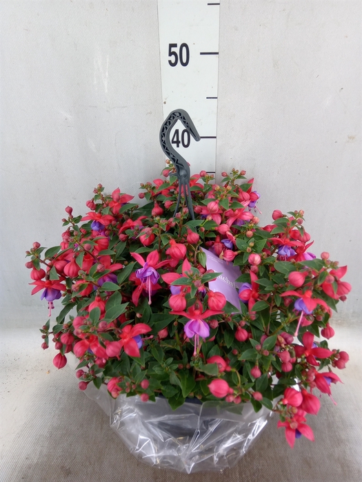<h4>Fuchsia  'Bella Fuchsia Maria'</h4>