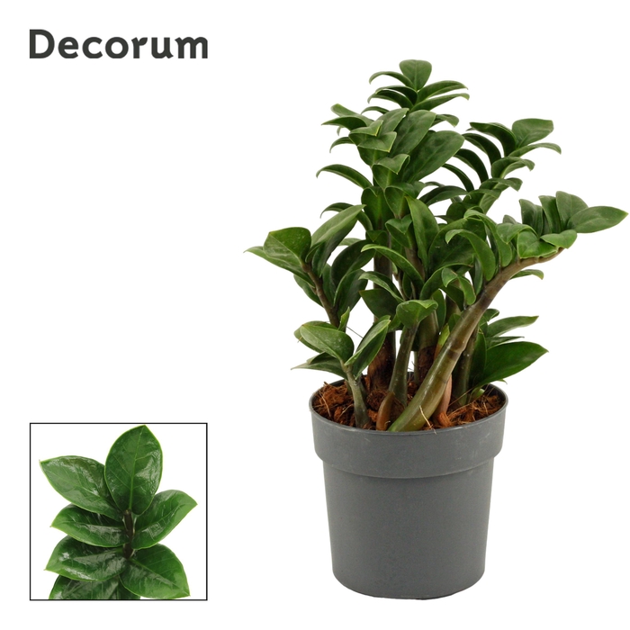 <h4>Zamioculcas Zenzi 12 cm Decorum, 5+ veren</h4>