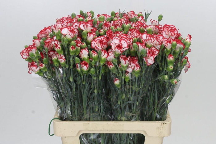 <h4>Dianthus Tr Minuetto</h4>