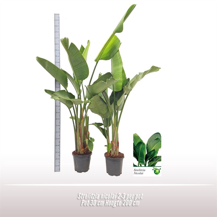 <h4>Strelitzia nicolai 2-3 per pot</h4>