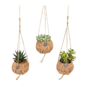 Kokodama Succulent Mix Hang