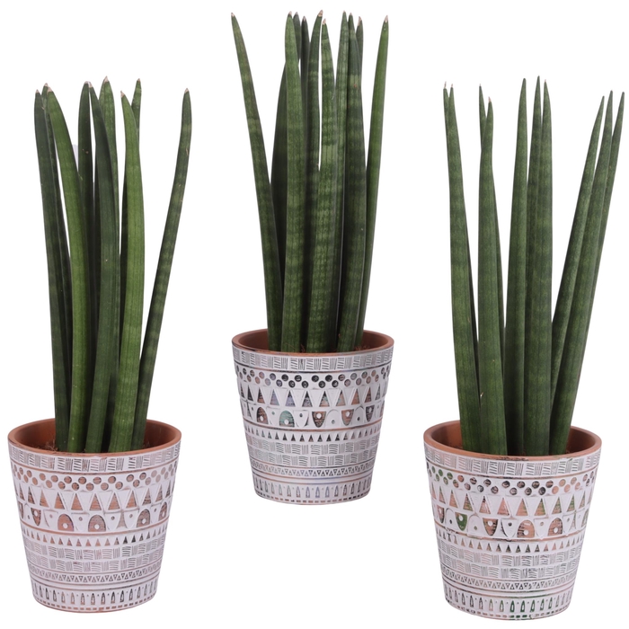 <h4>Sansevieria Cylindrica Straight 10 Leaf Ø14cm Ceramic Pot Inca</h4>