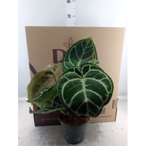 Anthurium cryst. 'Karma Crystal'