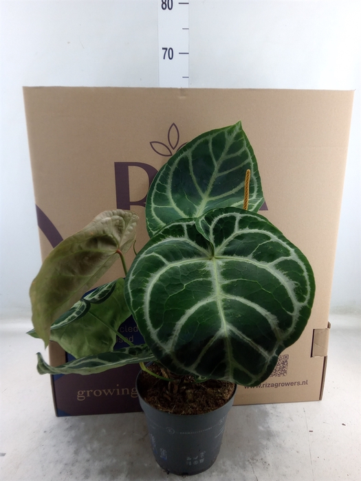 <h4>Anthurium cryst. 'Karma Crystal'</h4>