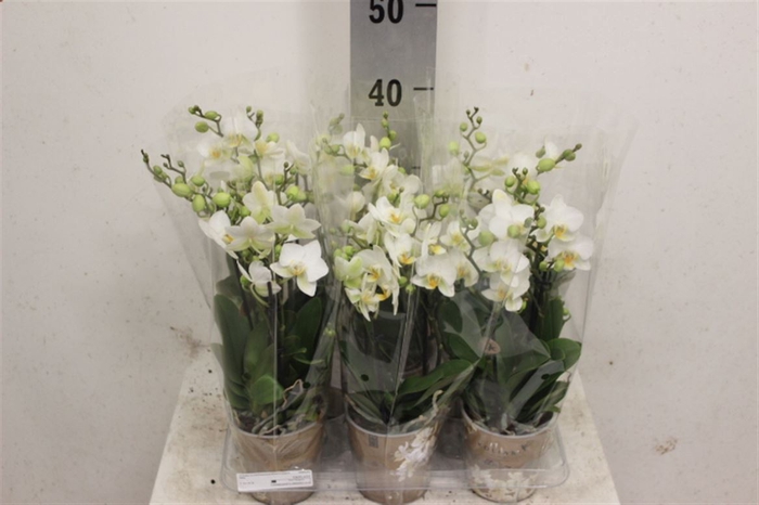 <h4>Phal mf White Lausanne</h4>