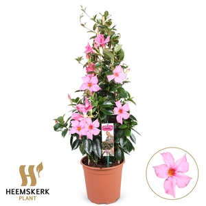 Mandevilla sand. 'SumStar Pink Mag'