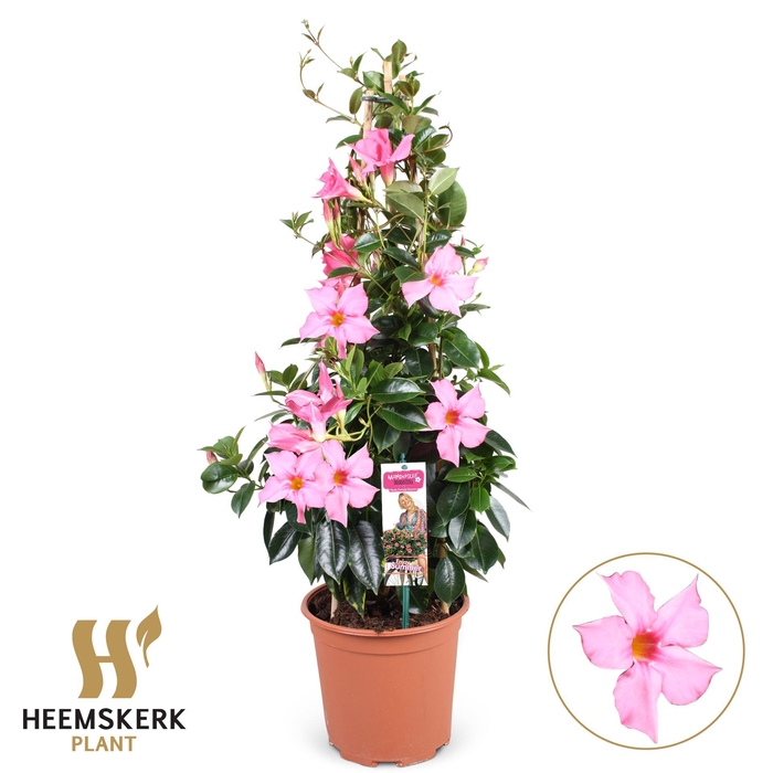 <h4>Mandevilla sand. 'SumStar Pink Mag'</h4>