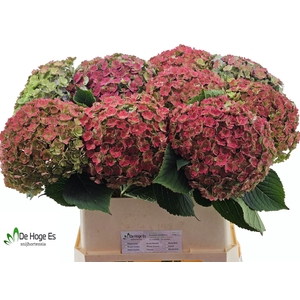 HYDR M BEAU LUXOR CL