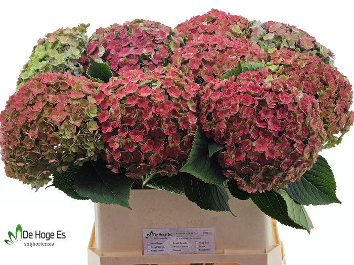 <h4>HYDR M BEAU LUXOR CL</h4>