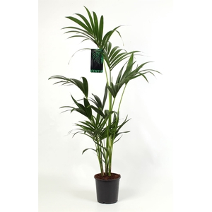 Howea forsteriana