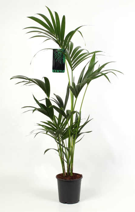 <h4>Howea forsteriana</h4>