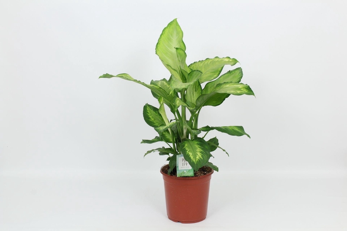 <h4>Purify Dieffenbachia Ivory Green 24 cm</h4>