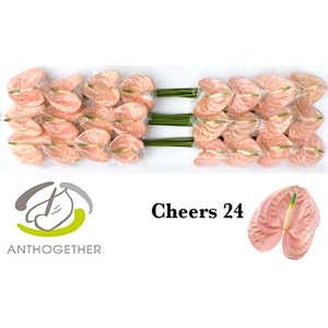 Anthurium Cheers