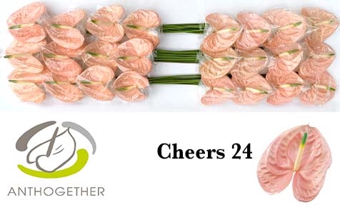 <h4>Anthurium Cheers</h4>