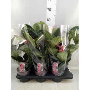 Medinilla magn. 'Lambada'