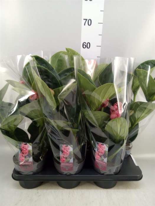 <h4>Medinilla magn. 'Lambada'</h4>