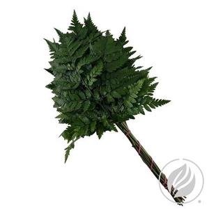 Leatherleaf Medium (gt)