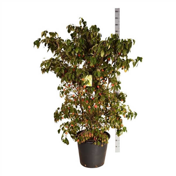 <h4>Cornus kousa 'China Girl'</h4>
