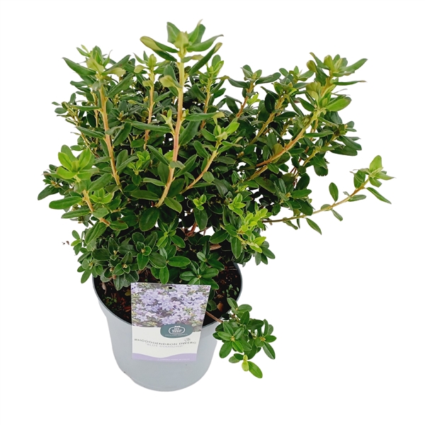 <h4>Rhododendron 30-40 /4 liter 'Blue Diamond' dwerg</h4>