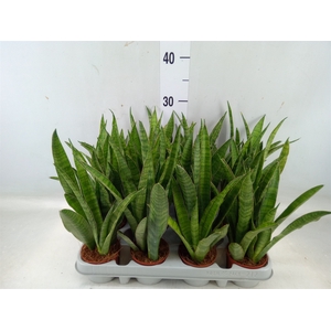 Sansevieria zeylanica 'Greenline'