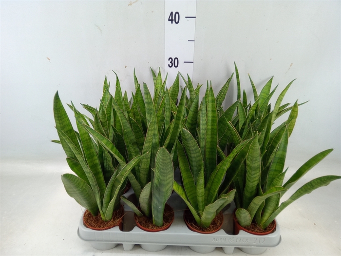 <h4>Sansevieria zeylanica 'Greenline'</h4>