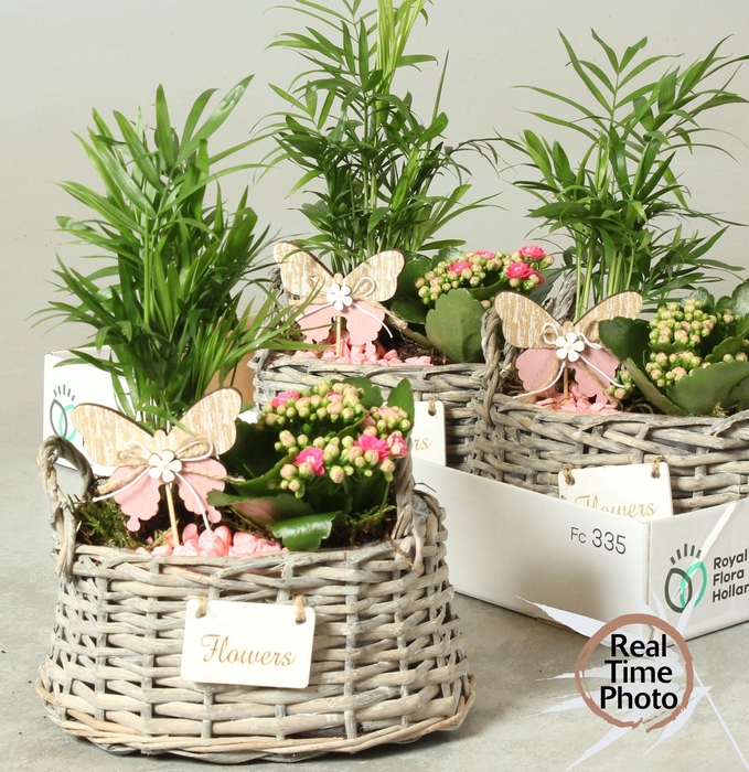 <h4>ARR KAMERPL</h4>