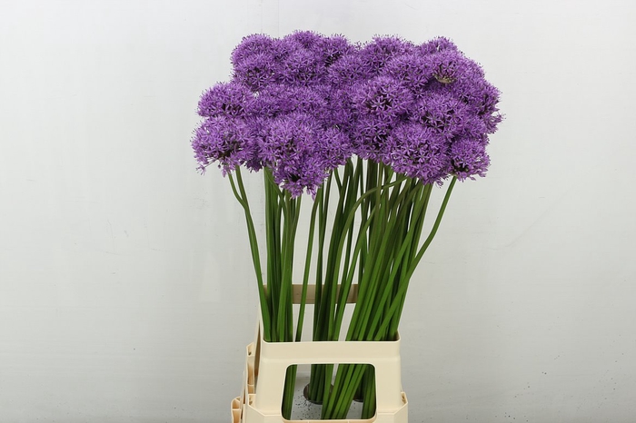 <h4>Allium Gladiator</h4>