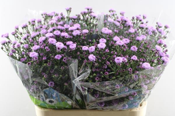 <h4>Aster Double Dark Pink</h4>