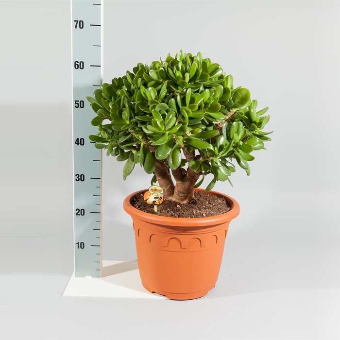 <h4>Crassula  'Magical Tree'</h4>