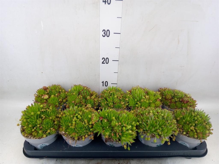 <h4>Sempervivum   ...</h4>