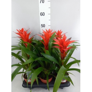 Guzmania  'Ostara'