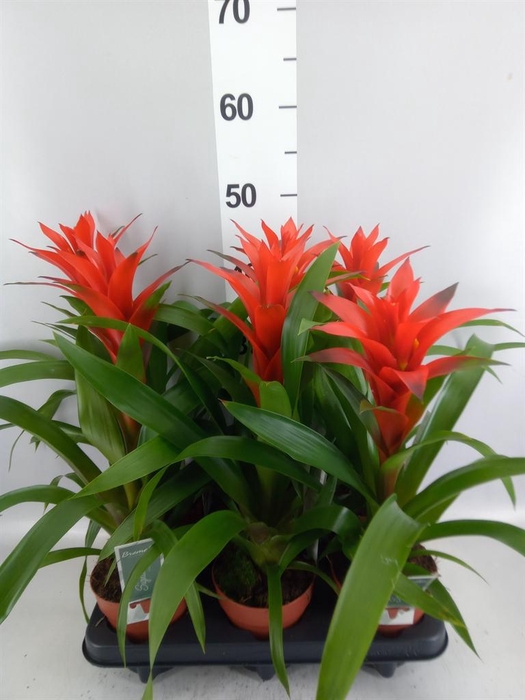 <h4>Guzmania  'Ostara'</h4>
