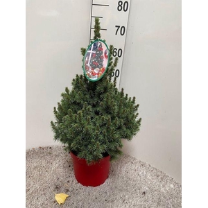 PICEA GL DECEMBER