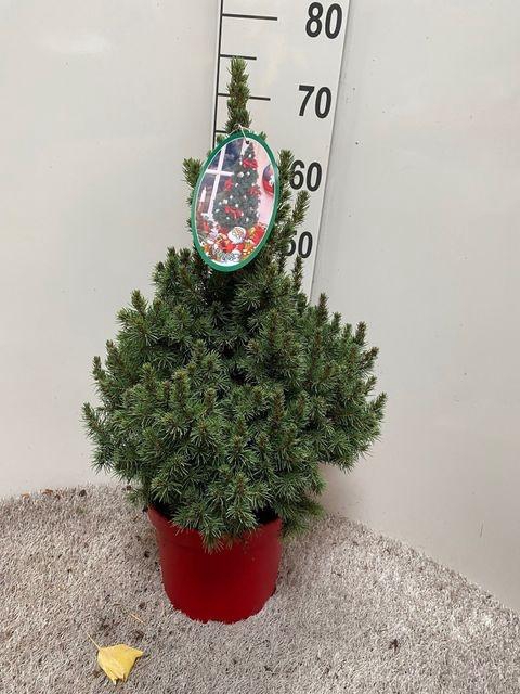 <h4>PICEA GL DECEMBER</h4>