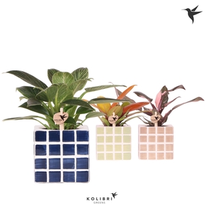 Kolibri Greens Philodendron mix in Mosa pot blue mix