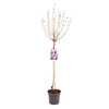Syringa meyeri Palibin